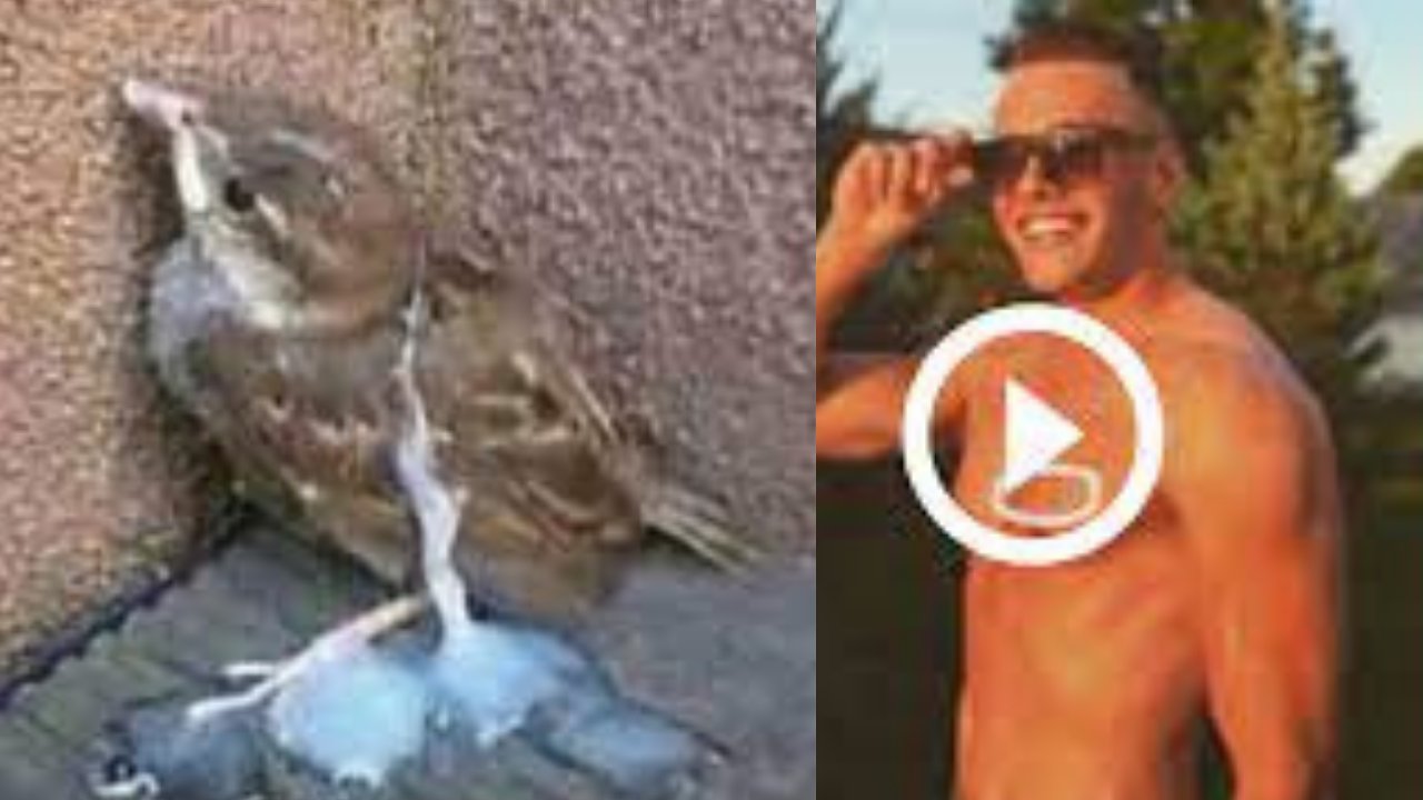 Galik Balint Twitter Viral Video - Leaked Trends